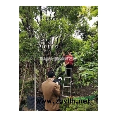 金森女貞球供應