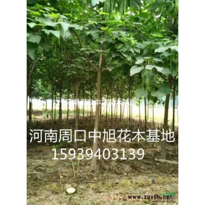 中旭園林，紅葉碧桃，大量現(xiàn)貨，歡迎垂詢