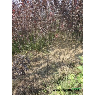 合肥大量供應(yīng)矮分枝紅葉李I(lǐng)O一15公分