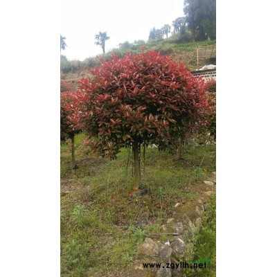 紅葉石楠1.2-2米精球袋苗