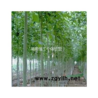 大量低價出售新疆楊大苗