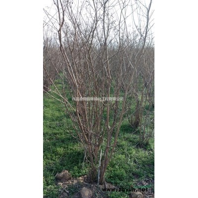 許昌出售一批10-23公分老白蠟，5-7公分紅花木槿