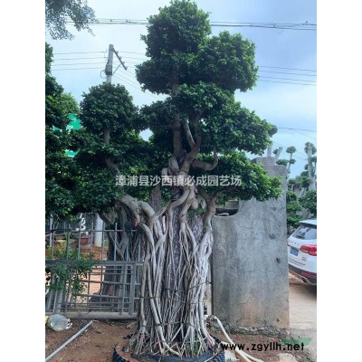多怪根造型榕樹盆景，小葉榕盆景