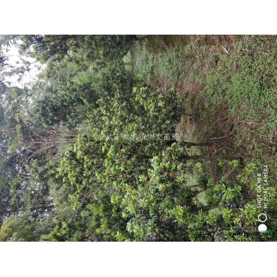 供應米經三公分以上的野鴉椿