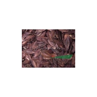 紫薇種子 紫薇小苗 紫薇樹 紫薇怎么種植