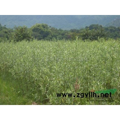 紫葉稠李供應/紫葉稠李圖片