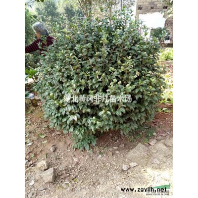 湖北夾竹桃介紹