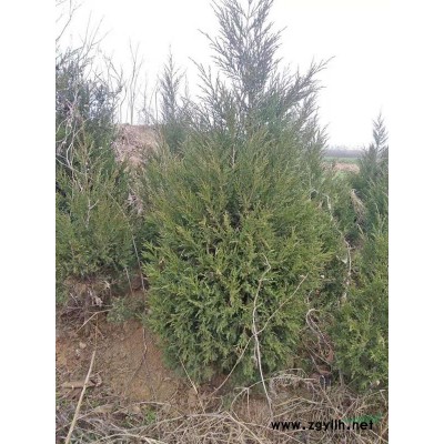 供應3--5公分欒樹，湖北棗陽西郊