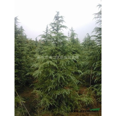 雪松價格，高度1米5雪松小苗*新價格報價。