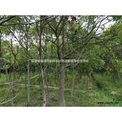 福州地區(qū)供應3-10公分香樟