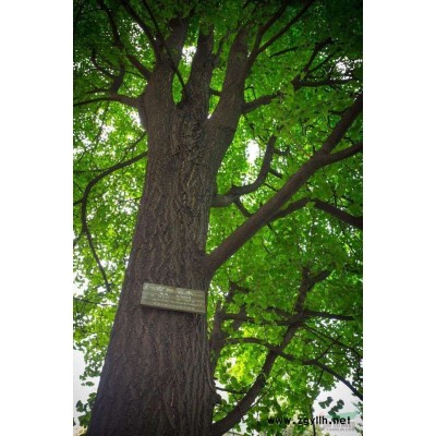 對節白臘、北京苗圃