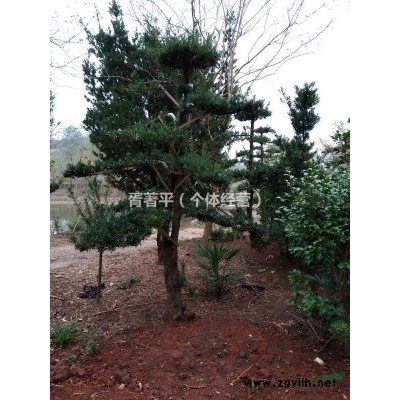 美國紅楓，湖北紅楓，5公分精品，紅楓報價