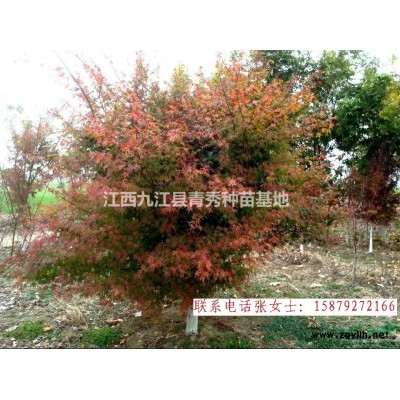 江西九江小葉女貞苗木供應，小葉女貞批發，小葉女貞供貨電話，