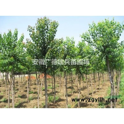 安徽[產品]/安徽紅葉石楠球價格/報價