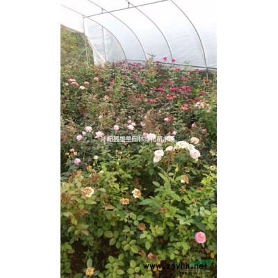 江蘇大量供應(yīng)大小規(guī)格紅楓，美國紅楓日本紅楓量大優(yōu)惠