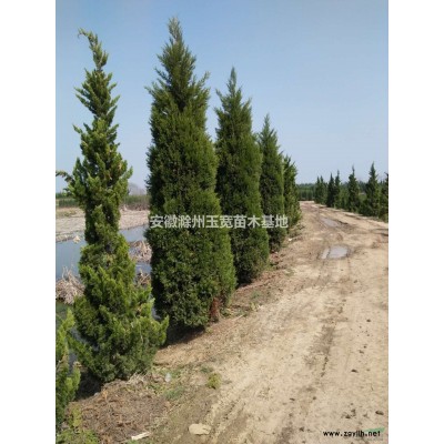 紅葉石楠杯苗高20一50公分.