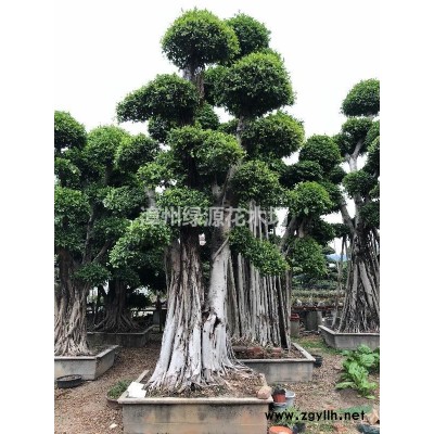 福建小葉榕自然狀態樁頭%多花三角梅樁頭盆景
