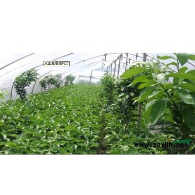 垂葉榕柱，自然形垂葉榕