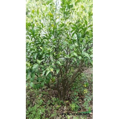供應桂花品種，大小規(guī)格都有，有需要聯(lián)系