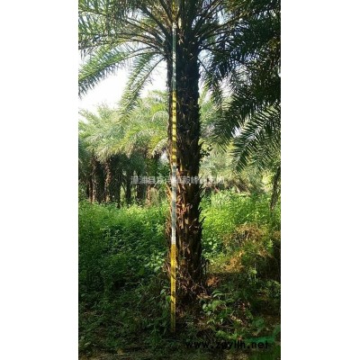 福建山櫻花基地/山櫻花哪里有