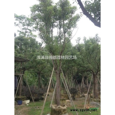 黃金葉批發 黃金葉價格 福建黃心梅種植基地 量大價優