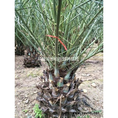 福建[產品]/福建福建漳州小葉欖仁價格/報價