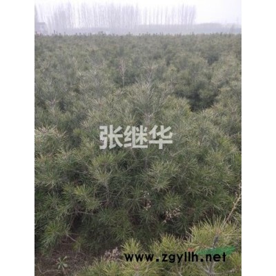 白皮松