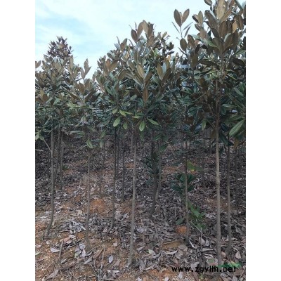 湖北荊門地區供應米徑3至5公分廣玉蘭樹苗。