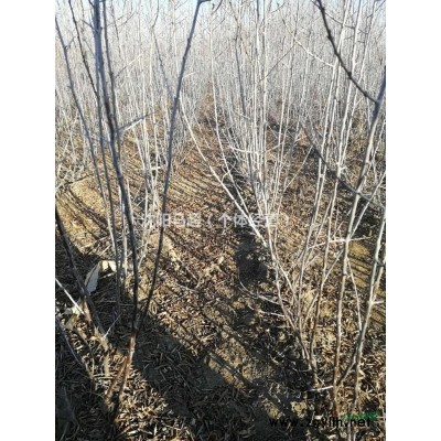 一年二年生俄羅斯大果沙棘苗