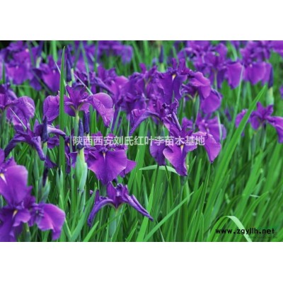 低價(jià)出售白皮松