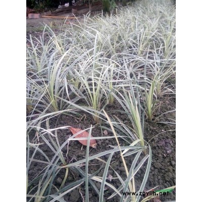 供應三角梅1米高.冠80.價格120元