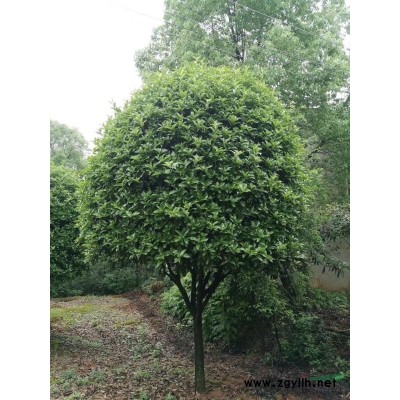 湖南益陽骨架移植香樟袋苗苗圃直供多頭香樟叢生香樟多桿香樟欒樹