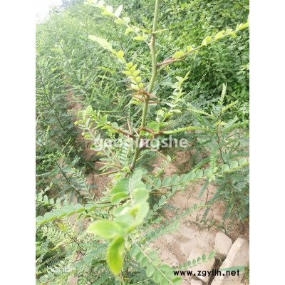 鈣果苗 歐李苗 品種鈣果苗