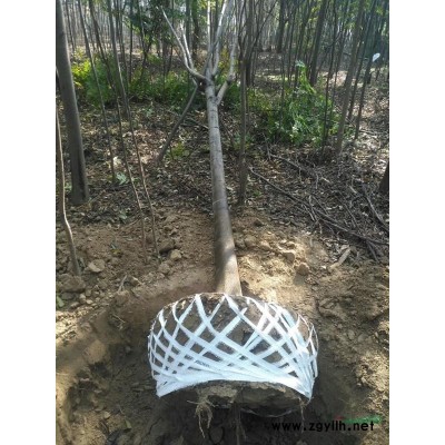 合歡2-4公分有量供應