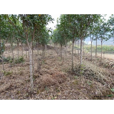 低價供應桂花苗和紅葉石楠苗