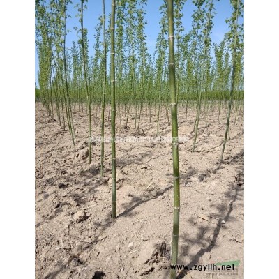 河南葉縣出售青竹復葉槭2-10公分20萬棵