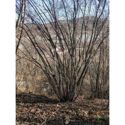 各種綠化苗木，山貨，苗圃貨