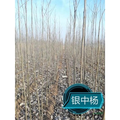 銀中楊當年苗扦插苗遼寧昌圖