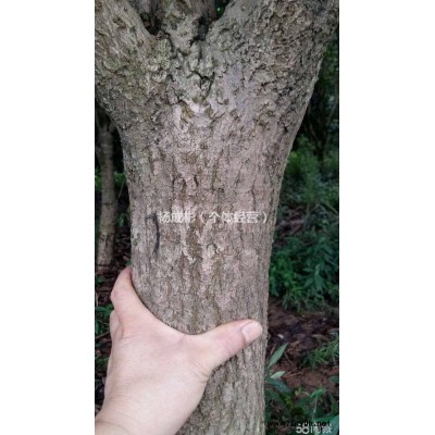 出售大量成品桂花13/15CM規格的