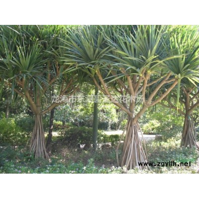 福建漳州火山榕基地各種規格大量批發供應  自家貨源！