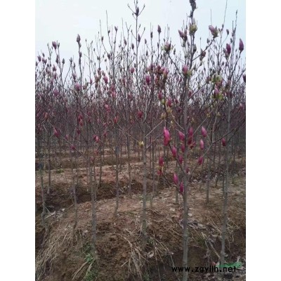 廣玉蘭價格12公分價格15公分價格18公分價格