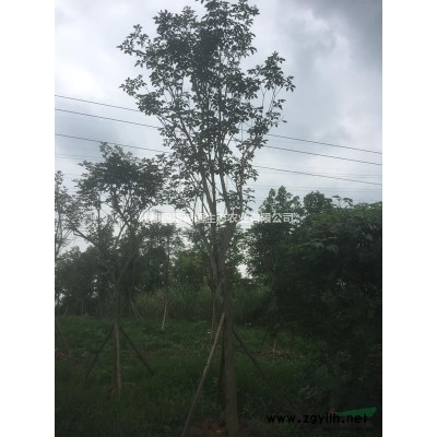 供應(yīng)紅葉石楠杯苗 四川貨源
