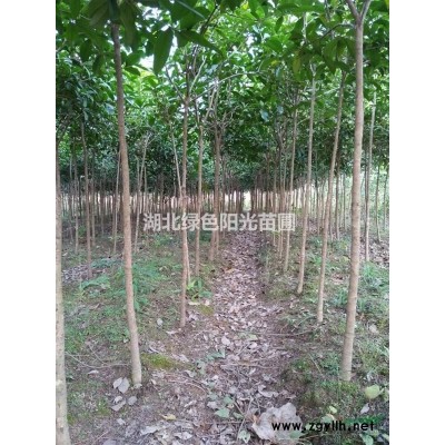 土地征用黃山欒低價出售