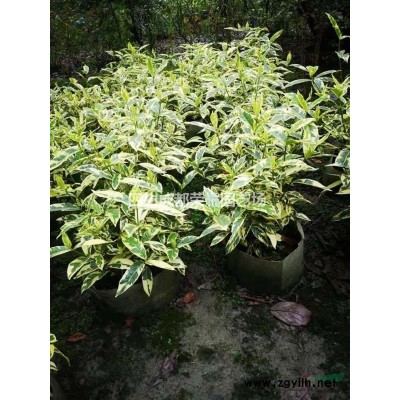 四川省成都市供應三角梅造型樹