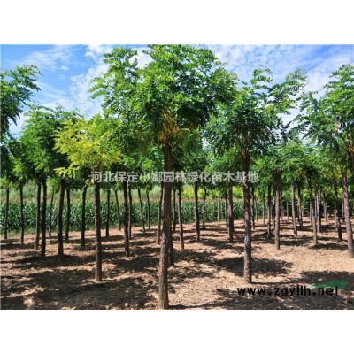 河北叢生金葉榆-河北高接金葉榆
