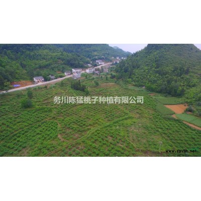 桃子樹園林綠化苗木供應(yīng)