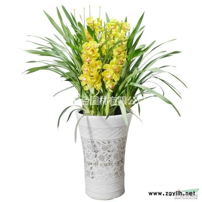 武漢園林綠化基地提供法國冬青苗冬青球枸骨球紅繼木苗金森女貞苗