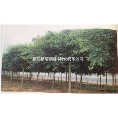 鄂西紅豆   紅豆樹(shù)    何氏紅豆3-8公分 小苗