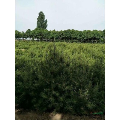 30畝苗圃低價轉(zhuǎn)讓，白皮松，櫻花，大葉女貞，七葉樹，國槐，桂花等