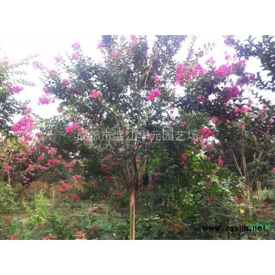 成都小葉楨楠  金絲楠木樹(shù)18～20移植熟貨